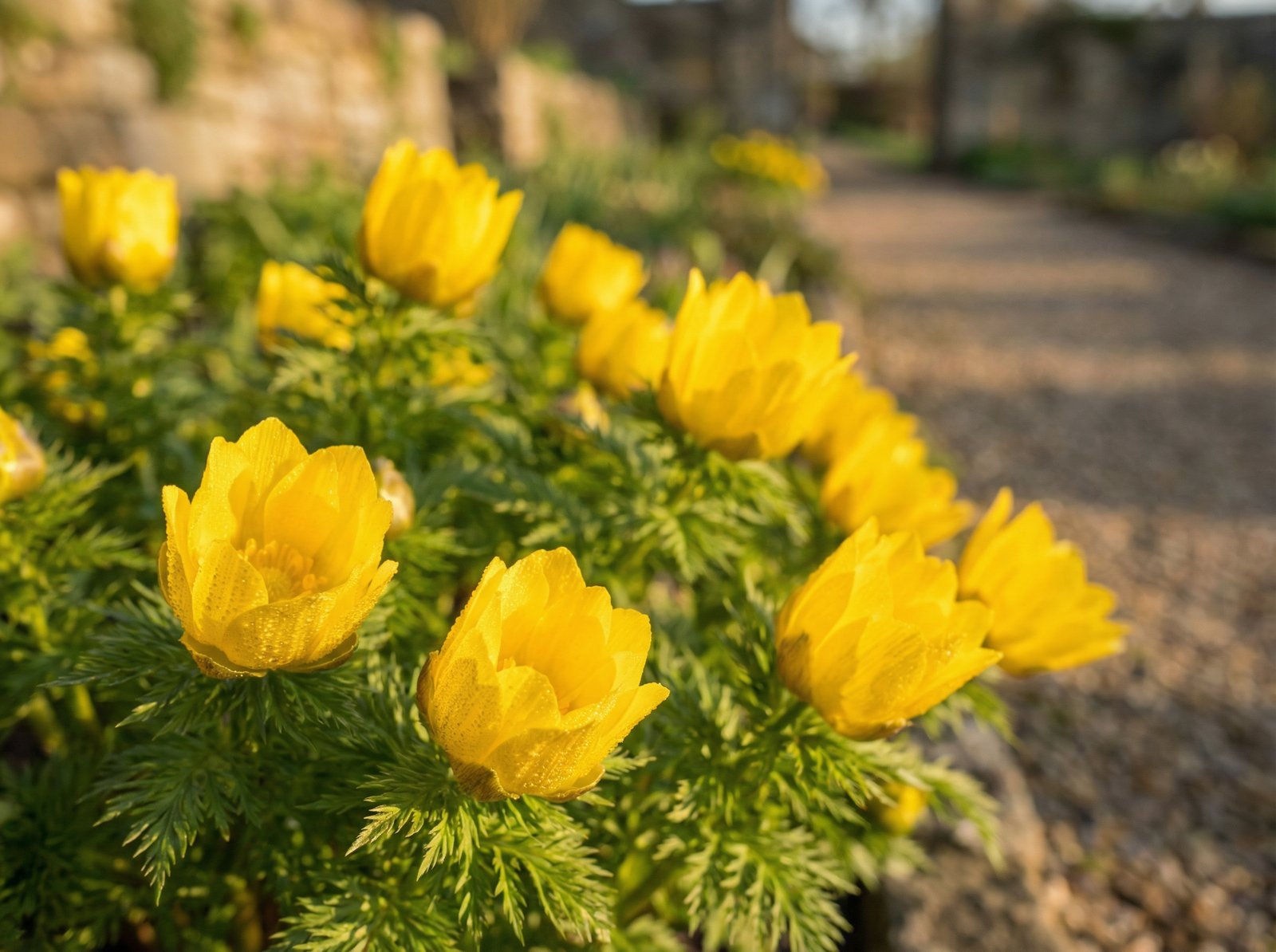 抖阴福寿草植物视频