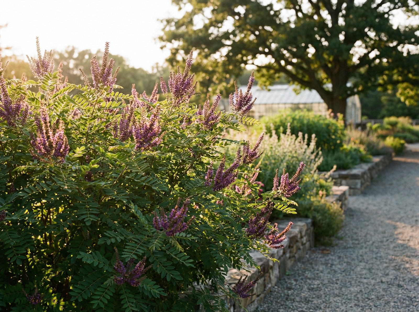 抖阴紫穗槐植物视频